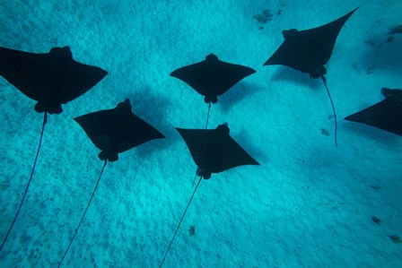 Eagle Rays Swimming in the Pacific Ocean, Tahiti, French Polynesia by Panoramic Images art print