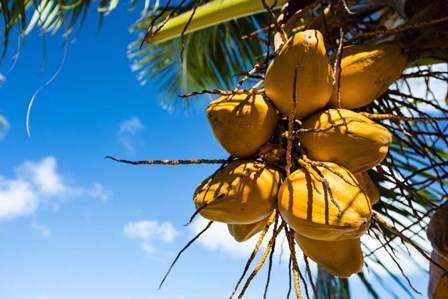 Coconuts Hanging on a Tree, Bora Bora, French Polynesia by Panoramic Images art print