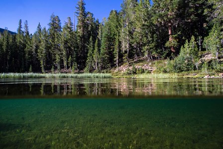 Half Water Half Land, Reflection of Trees in Walker River, California by Panoramic Images art print