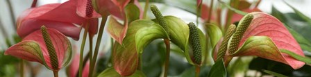 Close-up of Anthurium Plant by Panoramic Images art print