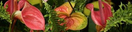 Close-up of Anthurium Plant and Fern Leaves by Panoramic Images art print