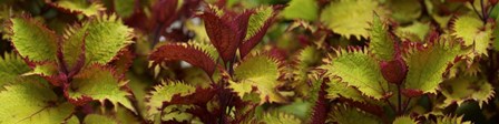 Close-up of Coleus Leaves by Panoramic Images art print