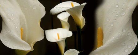 Close-up of Calla Lily Flowers by Panoramic Images art print