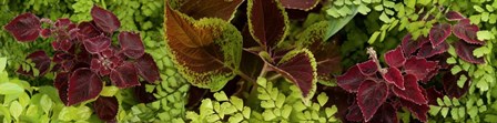 Close-up of Coleus Leaves by Panoramic Images art print