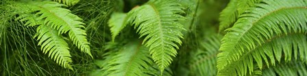 Close-up of Ferns by Panoramic Images art print