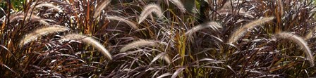 Close-up of Ornamental Grass by Panoramic Images art print