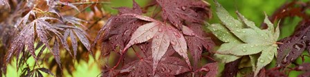 Close-up of Japanese Maple Leaves by Panoramic Images art print