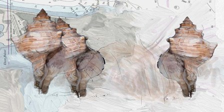 Maps And Shells by Sarah Butcher art print