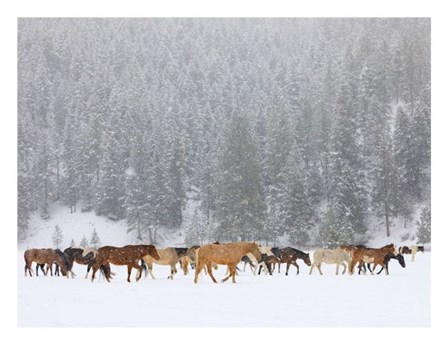 Montana Horses by Jason Savage art print