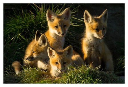 Red Fox Kits by Jason Savage art print
