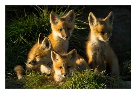 Red Fox Kits by Jason Savage art print