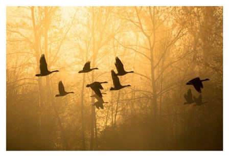 Geese in the Mist by Jason Savage art print