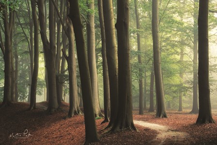 In the Curve by Martin Podt art print