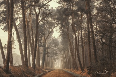 Path of Pines by Martin Podt art print