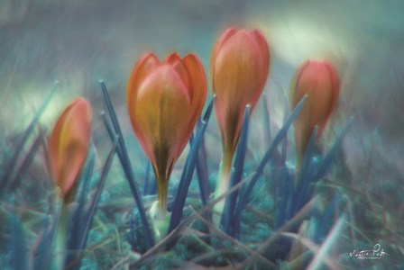 Different Kind of Spring by Martin Podt art print