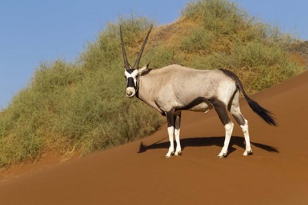 Oryx, Namib-Naukluft National Park, Namibia by Ellen Goff / Danita Delimont art print