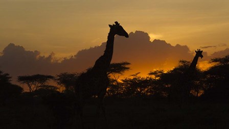 Masai Giraffes at Sunset at Ndutu, Serengeti National Park, Tanzania by Ralph H. Bendjebar / Danita Delimont art print