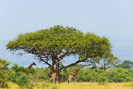 Giraffes Under an Acacia Tree on the Savanna, Uganda by Keren Su / Danita Delimont art print