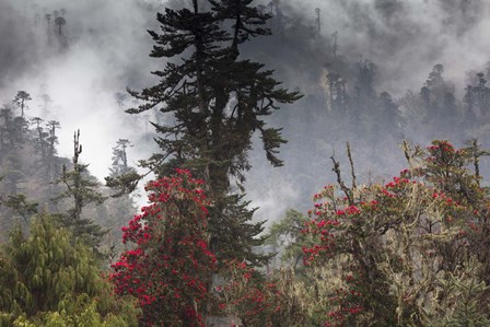 Rhododendron in Bloom, Paro Valley, Bhutan by Art Wolfe / Danita Delimont art print