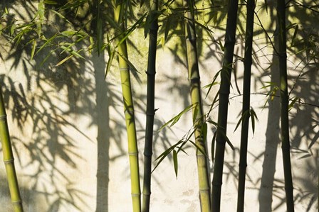 Bamboo Casting Shadows, Suzhou, Jiangsu Province, China by Keren Su / Danita Delimont art print