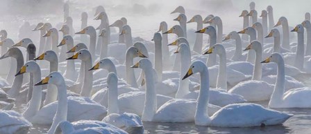 Whooper Swans, Hokkaido, Japan by Art Wolfe / Danita Delimont art print