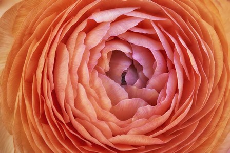 Amber Orange Persian Buttercup Flower by Cora Niele art print