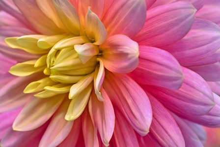 Pink And Yellow Dahlia Flower by Cora Niele art print