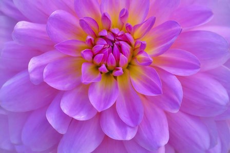 Violet-Pink Dahlia Flower by Cora Niele art print