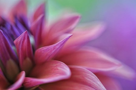 Dahlia Petals Pink Purple by Cora Niele art print