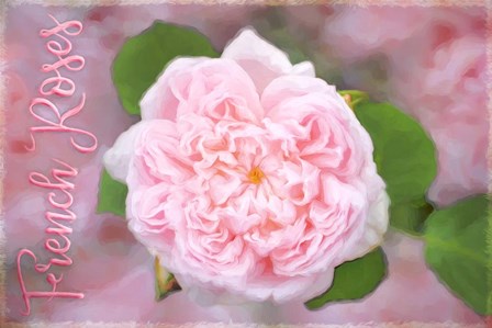French Roses by Cora Niele art print