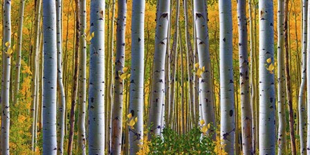 Birch Forest by Ata Alishahi art print