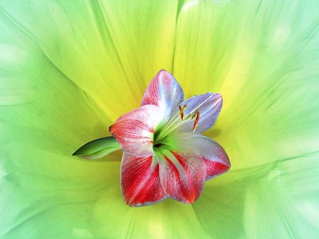 Delicate by Ata Alishahi art print