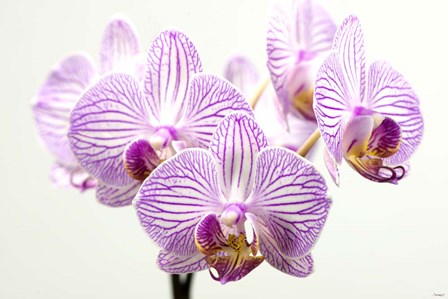 Orchid 1 by Gordon Semmens art print