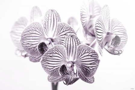 Orchid 1 BW by Gordon Semmens art print
