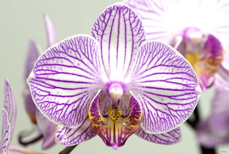 Orchid 2 by Gordon Semmens art print