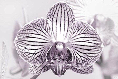 Orchid 2 BW by Gordon Semmens art print