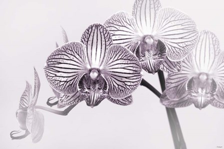 Orchid 3 BW by Gordon Semmens art print