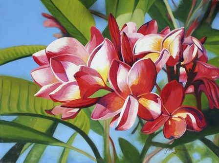 Frangipani Days by Graeme Stevenson art print