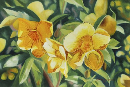 Yellow Bloom by Graeme Stevenson art print