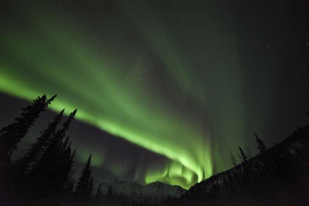 Boreal Sensation by Brenda Petrella Photography LLC art print