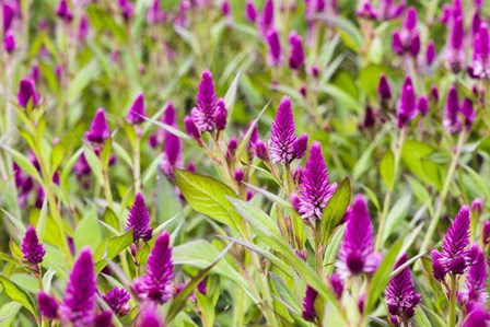 Celosia by Brenda Petrella Photography LLC art print