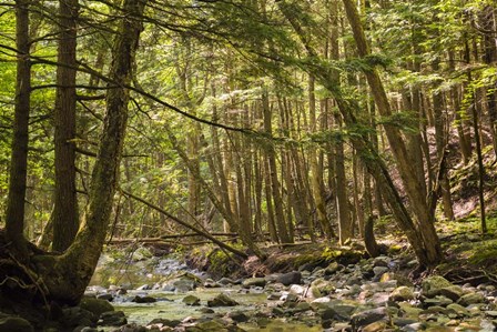 Charles Brown Brook by Brenda Petrella Photography LLC art print
