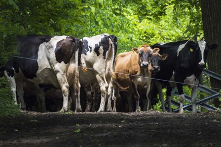 Dairy Cows by Brenda Petrella Photography LLC art print