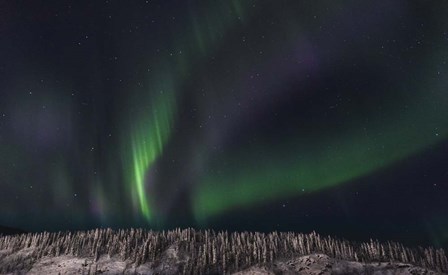 Dancing Ribbons by Brenda Petrella Photography LLC art print