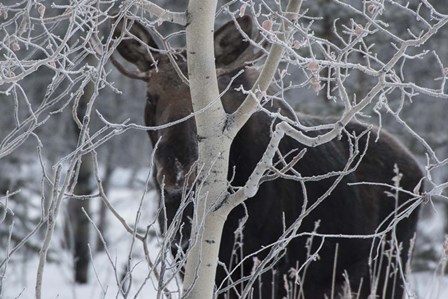 Hiding Moose by Brenda Petrella Photography LLC art print