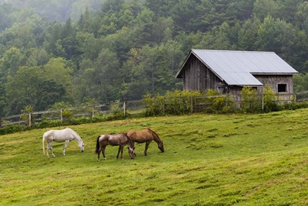 Horse Farm by Brenda Petrella Photography LLC art print