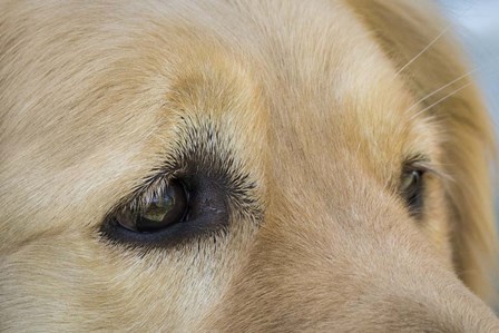 Irresistable Eyes by Brenda Petrella Photography LLC art print