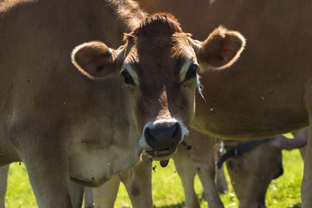 Jersey Cow by Brenda Petrella Photography LLC art print