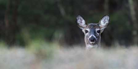 Morning Doe by Brenda Petrella Photography LLC art print