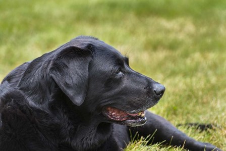 Old Girl by Brenda Petrella Photography LLC art print